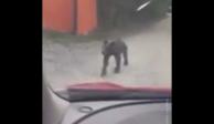 Un oso negro merodea las calles de Nuevo León