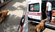 Imágenes del perrito que persiguió a su dueña, quien se trasladaba en una ambulancia rumbo a un hospital en Estambul, Turquía.