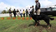 Yucatán adquiere dos elementos caninos entrenados para detectar de COVID-19.