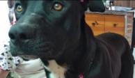 Fotografía de "Tita", perra que fue reconocida por un juez penal como una "hija no humana".