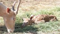 En los dos últimos meses han nacido cinco crías de ciervo: tres hembras y dos machos&nbsp;en el Parque Ecológico Ehécatl