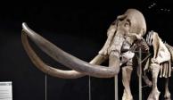 Buscan nombre para el mamut de Ecatepec