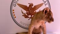 La Guardia Nacional rescató a una cachorra de león africano en el Aeropuerto Internacional de Ciudad Juárez, Chihuahua