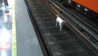 El can cayó a las vías de la estación Iztapalapa de la Línea 8 del Metro