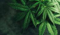 Senado prioriza ley de cannabis rumbo al cierre del periodo.