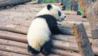 Tras un incremento en su población, China asegura que el oso panda ya no es una especie en peligro de extinción.