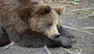 Una mujer enfrenta cargos por molestar a osos en Yellowstone&nbsp;