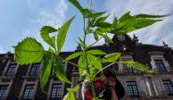 Publica SCJN sentencia sobre despenalización del uso lúdico y recreativo de la marihuana