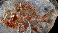 La característica del pez que se cree existió hace cerca de 95 millones de años, es que cuenta con numerosas espinas en las aletas dorsal.