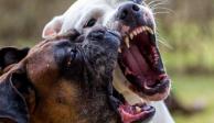 Jauría de perros asesina a un hombre en Chiconcuac. Foto: Especial