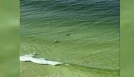 Captan a un tiburón a punto de "atacar" a bañista en Florida