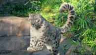 Los&nbsp;tres leopardos de las nieves se llamaban&nbsp;Ranney, Everest y Makalu.