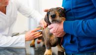 Alertan sobre el tema de la vacuna contra COVID-19 en perros y gatos