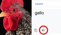 El traductor de Google tiene una extraña voz al escribir "Gallo"