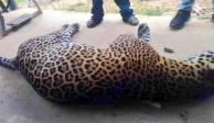 Un hombre mató con veneno a un jaguar en peligro de extinción como venganza