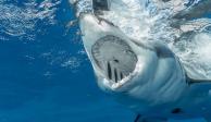 Unos tiburones devoraron un cadáver, el cual presuntamente se trata de un pescador que cayó de un barco.