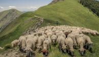 Un rayo mató a más de 500 ovejas en una montaña