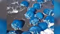 Medusas azules fueron arrastradas por las olas hasta la playa en La Paz