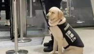El perro de búsqueda en el metro de Shanghai se quedó dormido