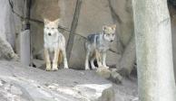 Los cachorros de lobo mexicano del Zoológico de Chapultepec ¡Ya tienen nombre!