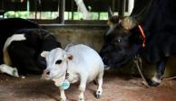 Rani era la vaca más pequeña del mundo y la visitaron más de 15 mil personas