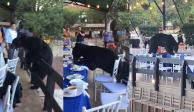 Un oso negro sorprendió a los huéspedes de un hotel, pues al igual que ellos, quería disfrutar de los alimentos del banquete.