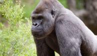 La Universidad de Georgia alertó al zoológico por el posible brote de COVID-19 en gorilas.