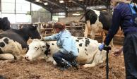 Se está investigando para saber el origen de la enfermedad de las "vacas locas"