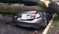 La caída de un árbol de 18 metros en la alcaldía Miguel Hidalgo dejó varias afectaciones.