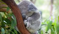 La población de koalas está bajando de forma "dramática" en Australia, advierten expertos