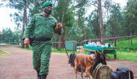 militar entrena a un pastor belga malinois, para búsqueda y detección de enervantes en el Campo Militar Número 1, ayer.