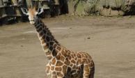 ¡Ponle nombre! Nace jirafa bebé en el Zoológico de Chapultepec; así puedes votar