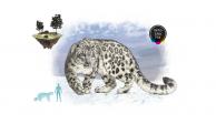 Leopardo de las nieves sigue en riesgo de extinción; hay 1,000 en Mongolia<br>