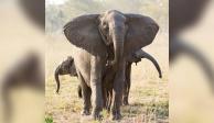 Elefanta&nbsp;sin colmillos junto a sus dos crías en el Parque Nacional de Gorongosa, Mozambique.