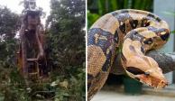 La serpiente constrictora encontrada sería la más grande del mundo actualmente