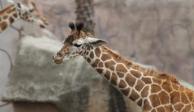 La jirafa bebé del Zoológico de Aragón&nbsp;cumplió cinco meses de nacida este martes.