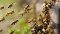 Por escapar de abejas, un hombre fue atacado por pirañas