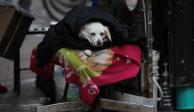 Ante bajas temperaturas, un perro se cubre del frío con cobijas encima de una silla en un puesto de periódicos del Centro Histórico, en la CDMX.