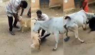 ¡Karma! Vaca agrede a hombre por maltratar a un perrito