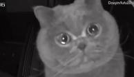 Los ojos cristalinos del gatito Fu Fu causaron ternura en redes sociales por el cariño que demostró a su dueña al encontrrarse sin ella.