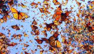 Si eres fan de las mariposas monarca, este es un evento que no te puedes perder