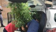 Trataron de hacer pasar plantas de marihuana por un árbol de Navidad