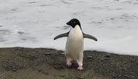 Un pingüino terminó perdido a 3000 kilómetros de su hogar por falta de comida