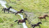 Australia se plantea sacrificar a más de 10 mil caballos para proteger a otros animales y plantas