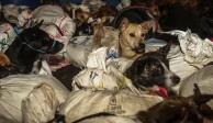 53 perros fueron rescatados en Indonesia justo antes de que fueran vendidos como carne