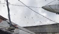Arañas invaden pueblo de Indonesia y asustan en redes sociales