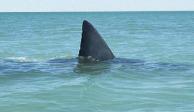 El incidente con el tiburón se registró en playas del sureste mexicano.