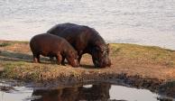 Ambos hipopótamos&nbsp;podrían ser los primeros casos reportados en la especie