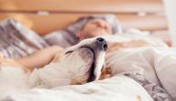 Estas son las desventajas de dormir con tu perro, tu gato o cualquier mascota