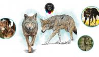 Lobo rojo, más amenazado que nunca; la especie está en peligro crítico